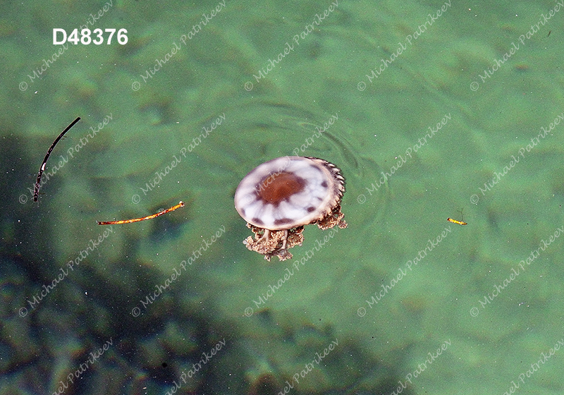 Cassiopea xamachana